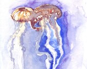 Original watercolor jellyfish study by Ioana Avram, wildlife illustration, two colorful jellyfish