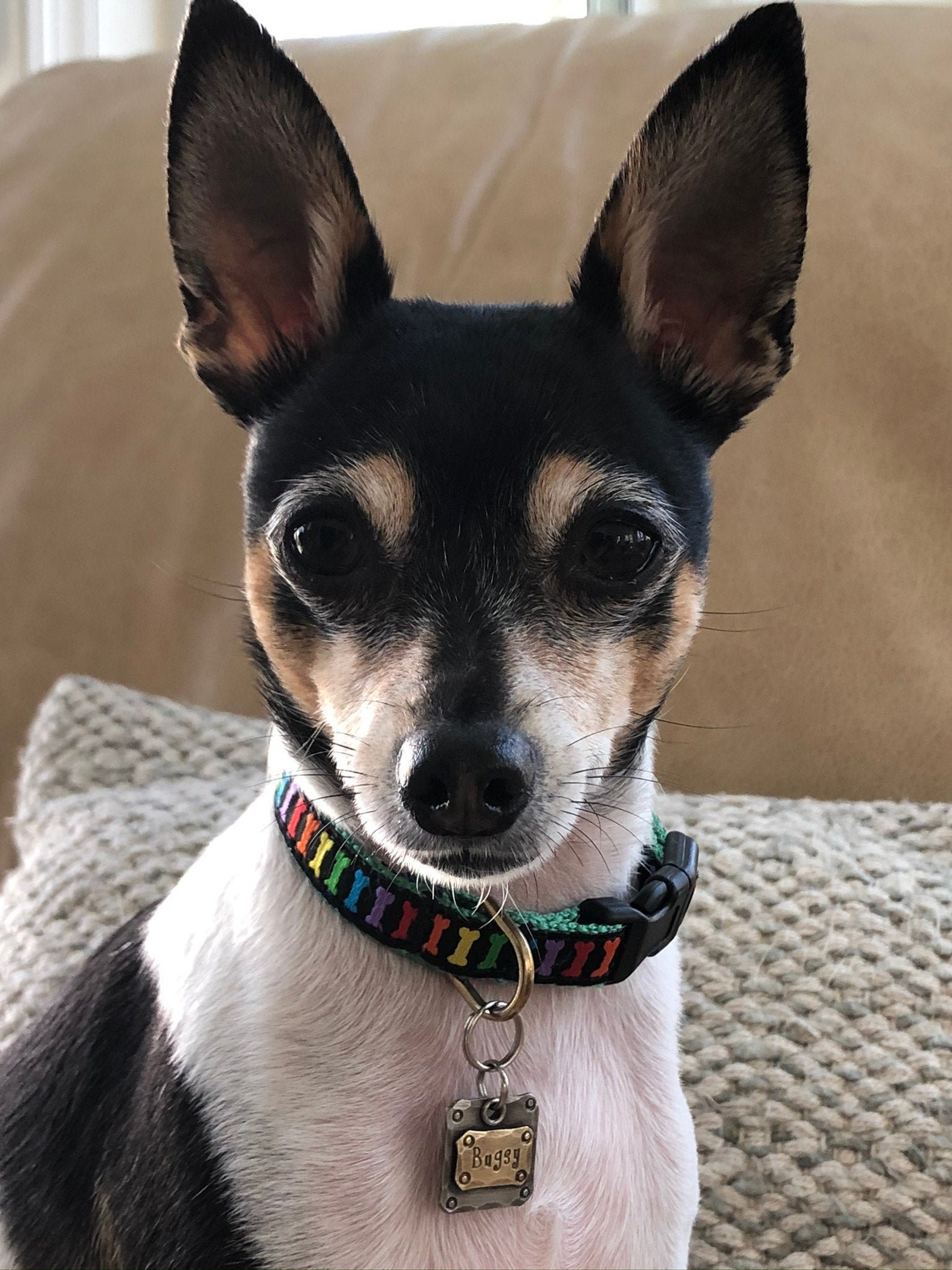 Small Pet ID Tag Dog Tag Pet Tag Dog Id Tag Custom Dog Etsy