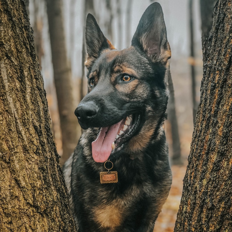 Large Dog Tag Personalized Pet ID Tag with Hand Stamped and Engraved customizing Available in Copper, Brass, and Nickel Perfect Pet Gift image 7