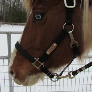 Horse Halter Tag - Nameplate - Pet ID tag/tags Pet tag/tags brass and Copper Dog Tag/tag/tags