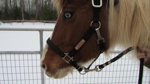 Horse Halter Tag - Nameplate - Pet ID tag/tags Pet tag/tags brass and Copper Dog Tag/tag/tags