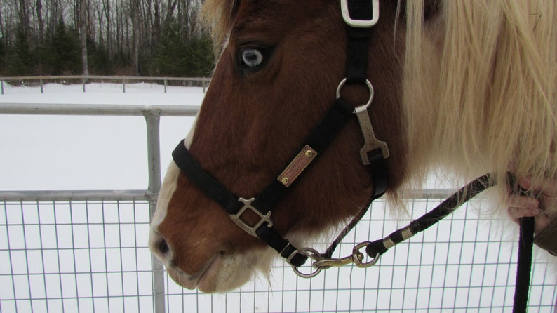 Puede incluir: Primer plano de un caballo marr&oacute;n y blanco con un ojo azul. El caballo lleva una cabezada negra con una hebilla plateada y una etiqueta con el nombre. El caballo est&aacute; de pie en un potrero nevado.