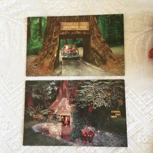 Cartolina d'epoca del 1959 Chandelier Drive Thru Tree, Underwood Park, California oppure scegli Eternal Tree House, Redcrest, California.