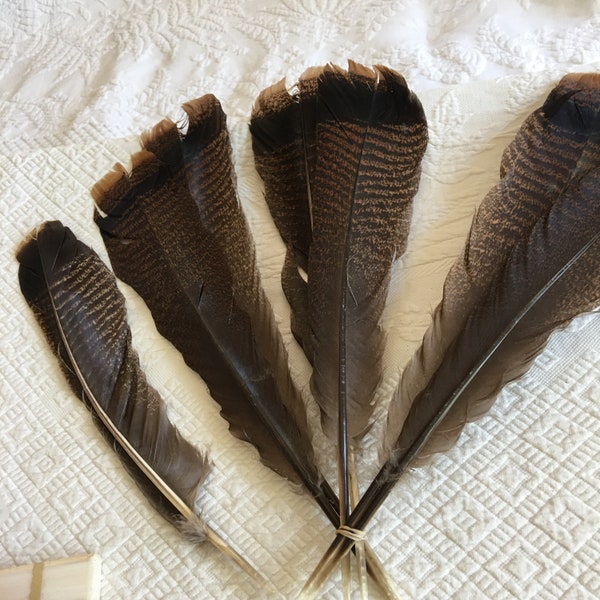 Vintage Feathers. Brown with Speckled Striped Effect. May Make a Great Quill Feather. Great for Costuming.