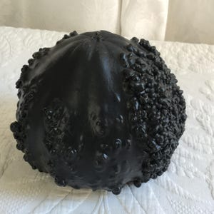 Zucca verrucosa vintage dipinta di nero, zucca nodosa o zucca essiccata e ottima per la decorazione. Conservare per l&#39;uso di anno in anno.