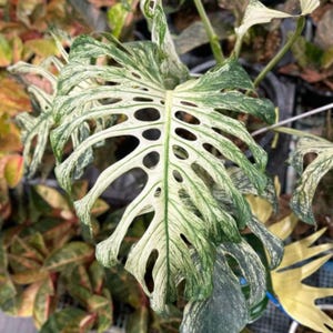 Monstera Devil Monster Stem Cutting Unrooted Rare Aroid Tropical Plant Propagation