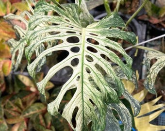 Monstera Devil Monster Stem Cutting Unrooted Rare Aroid Tropical Plant Propagation