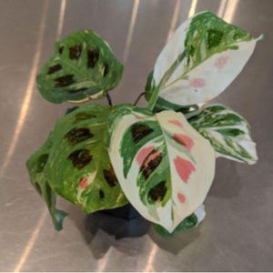 Maranta Variegated - Etsy Canada
