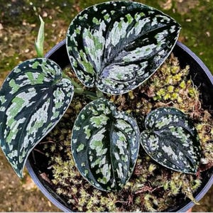 May include: A potted plant featuring large, heart-shaped leaves. The leaves are dark green with a distinctive pattern of silver and light green markings. The plant is set in moss.
