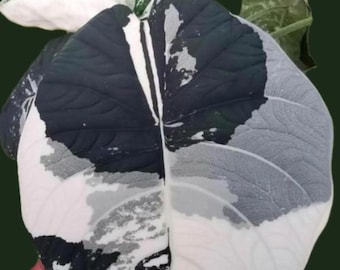 Cormi vivi variegati di Alocasia Maharani per la propagazione