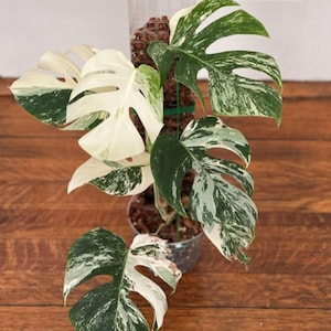 Op de afbeelding: Een Monstera-plant in pot met grote, bonte bladeren. De bladeren vertonen een mix van witte en groene patronen. De plant wordt ondersteund door een mosstok en staat in een doorzichtige plastic pot, op een houten oppervlak.