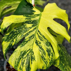 Peut inclure: Une tasse en céramique blanche avec une anse noire et le texte "But First, Coffee" en noir, en gras. La tasse est posée sur une surface blanche.