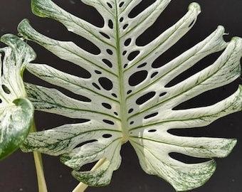 Monstera Deliciosa Devil Monster Variegated Planting Rooted Nodes Cuttings