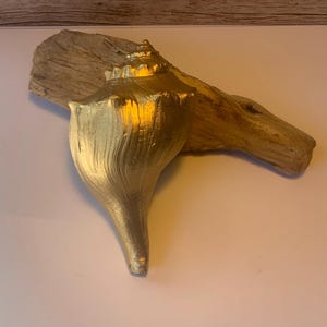 May include: A gold-painted conch shell rests on a piece of driftwood. The shell's spiral form and textured surface are highlighted by the metallic finish. The driftwood provides a natural, contrasting backdrop.