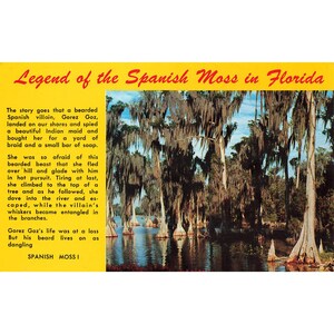 Postkarte Legende vom Spanischen Moss in Florida Vintage Chrom Unposted 1939-1970s