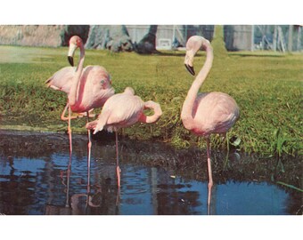 Cartolina fenicotteri in una piscina per bambini della Florida Vintage Chrome Pubblicato