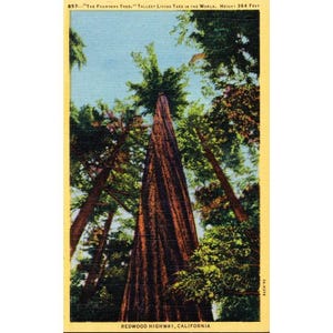 Ansichtkaart "The Founders Tree" Redwood Highway, Californië, vintage linnen, niet gepost 1930-1950