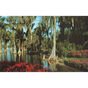 Postkarte Lake Eloise bei Florida's Cypress Gardens Vintage Chrome Unposted 1939-1970s