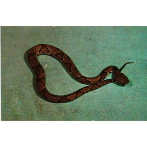 Cartão postal Copperhead Snake Vintage Chrome Não postado 1939-1970s