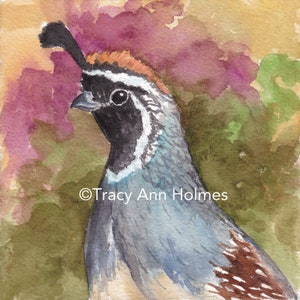 Quail, Sonoran Desert Birds, Giclée Print