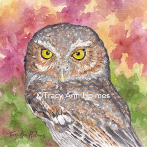 Elf Owl, Sonoran Desert Birds, Giclée Print