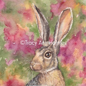 Antelope Jackrabbit, Hare, Sonoran Desert Life, Giclée Print