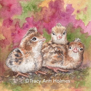 Baby Quails, Sonoran Desert Life, Giclée Print