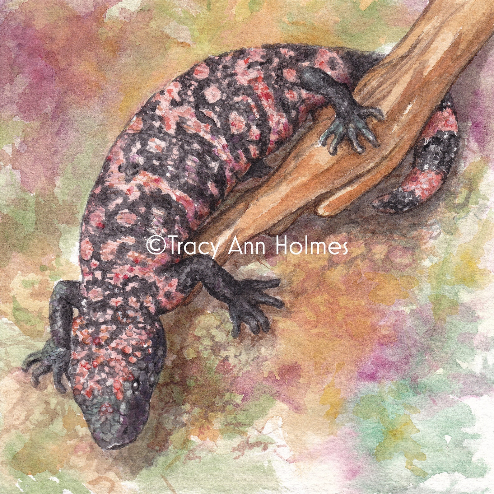 Gila Monster, Sonoran Desert Life, Giclée Print - Etsy