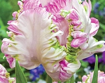 Weber Pink Parrot Tulip Bulbs: Easy Grow Spring Flowers for Garden Beds, Borders, Pots