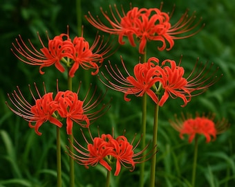 Bulbi di Lycoris Radiata (Giglio Ragno Rosso): Fiore perenne a fioritura autunnale per il giardino