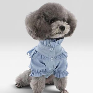 May include: A gray poodle wearing a light blue button-down shirt with ruffled collar and sleeves. The dog is centered against a white background, showcasing the shirt's design and fit.