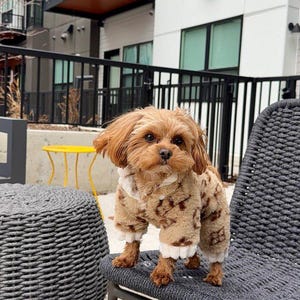 May include: A small, brown dog wearing a patterned jumpsuit with white trim stands on a gray chair. The dog has long, floppy ears and is looking towards the camera. The background includes a building with balconies and a black metal fence.