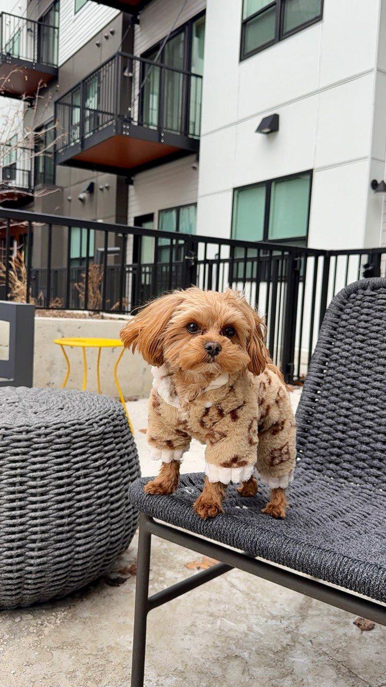 May include: A small, brown dog wearing a patterned jumpsuit with white trim stands on a gray chair. The dog has long, floppy ears and is looking towards the camera. The background includes a building with balconies and a black metal fence.