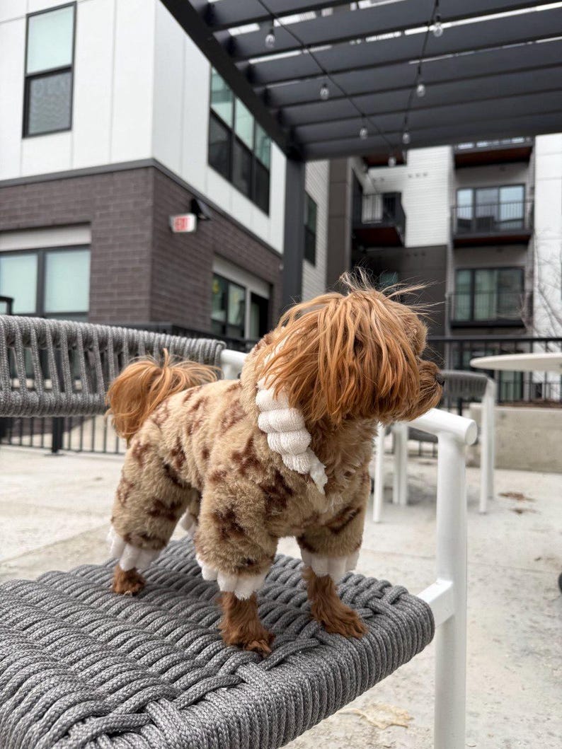 May include: A small dog wearing a brown and white patterned outfit with white trim, standing on a gray rope-style chair. The dog has long, light brown fur and is outdoors in front of a building.