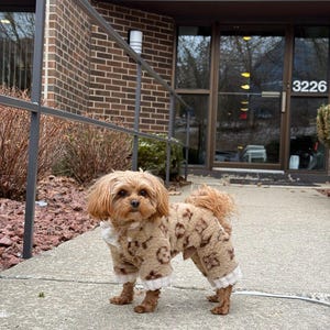 May include: A small, brown dog wearing a tan and brown patterned dog coat with white trim. The dog is standing on a concrete walkway in front of a brick building with the number 3226 visible.