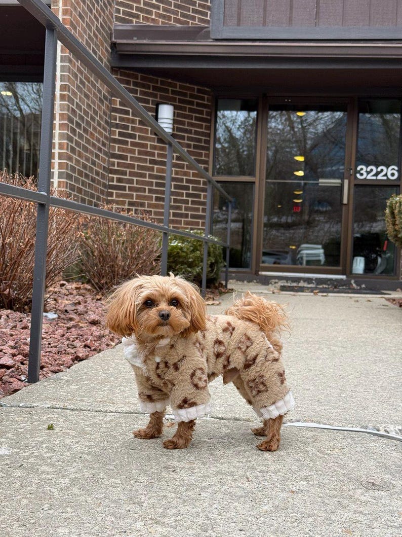 May include: A small, brown dog wearing a tan and brown patterned dog coat with white trim. The dog is standing on a concrete walkway in front of a brick building with the number 3226 visible.