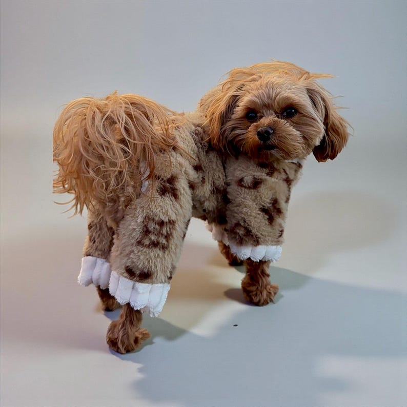 May include: A small, brown dog wearing a tan and brown leopard print dog coat with white lace trim around the ankles. The dog is standing and looking forward against a neutral background.