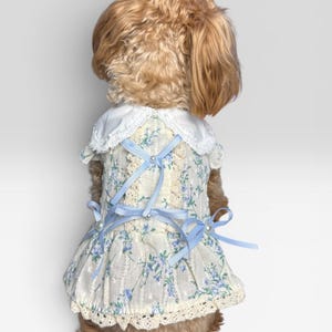 May include: A dog wearing a floral print dress with a white lace collar and light blue ribbon accents. The dress features a delicate pattern of blue flowers and is trimmed with lace. The dog has light brown fur.