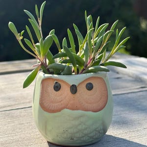 May include: A light green ceramic owl-shaped planter featuring a textured feather pattern on the body and two large, smooth, tan-colored eye patches. The planter contains a green succulent plant with slender, elongated leaves growing upwards.
