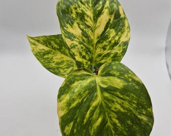 NEW Fernando's Fire – Variegated Houseplant Cutting