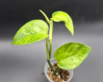 Teruno Carnival - rooted Starter plants