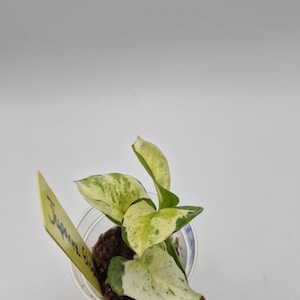 Japanese Global Pothos- rooted starter plants