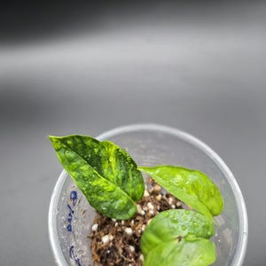 May include: A small, clear plastic cup containing a plant cutting with vibrant green leaves. The leaves have yellow variegation and water droplets. The cup is filled with soil and sits against a dark background.
