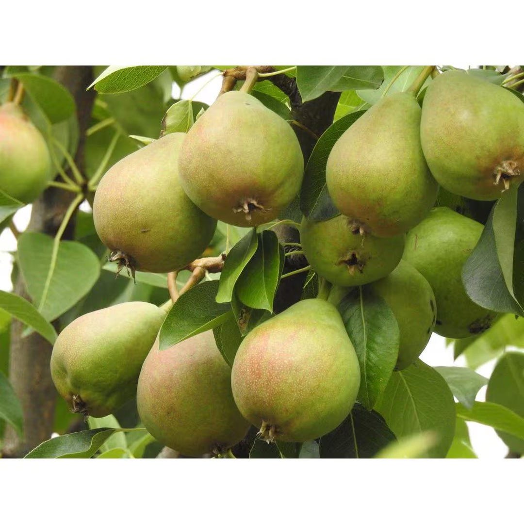 Dwarf Bartlett Pear Tree Bare Root - Etsy