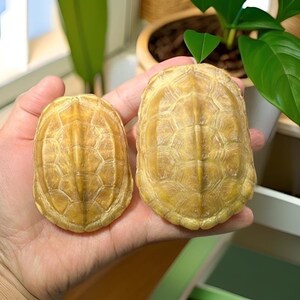 Ethically Sourced Yellow Turtle Shell Natural Death Real Animal Bones Curio Cabinet Curiosity Collection Display