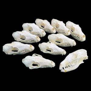 Könnte beinhalten: Eine Ansammlung von elf cremefarbenen Tierschädeln, möglicherweise von Caniden, vor schwarzem Hintergrund. Die Schädel sind in verschiedenen Winkeln angeordnet und zeigen ihre Knochenstruktur, einschließlich Augenhöhlen und Zähne.