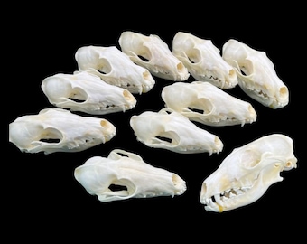 Ethical Real Fox Skull – Cleaned & Bleached – Real Animal Bone Specimen