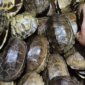 1-10 pcs Ethically Sourced Turtle Shell Natural Death Real Animal Bones Curio Cabinet Curiosity Collection Display