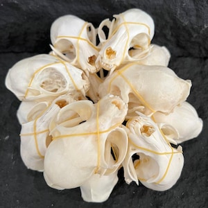 Può includere: Una tazza di ceramica bianca con manico nero e la scritta "But First, Coffee" in grassetto nero. La tazza è su una superficie bianca. La tazza è alta circa 10 cm.