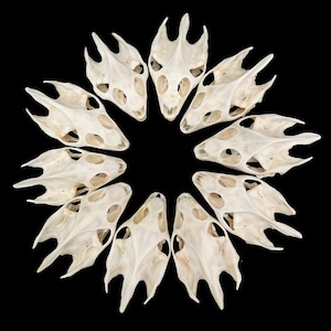 Peut inclure: Disposition circulaire de onze crânes de reptiles blanc cassé sur fond noir. Chaque crâne présente des orbites et d'autres ouvertures, créant une forme distinctive. Les crânes sont disposés en forme de fleur.